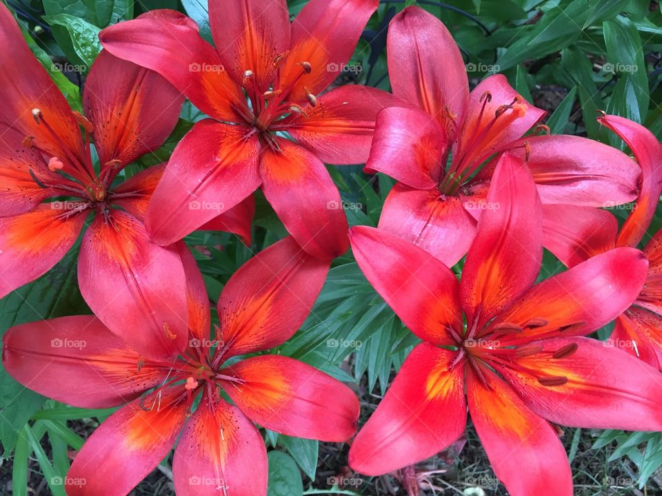 Red on Lilies