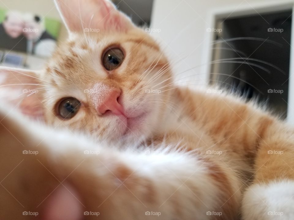 Ginger Kitten taking a Selfie.
