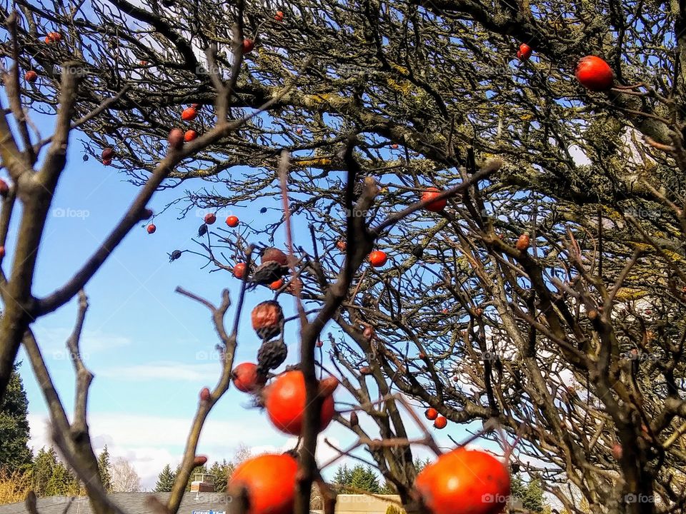 winter tree with berries