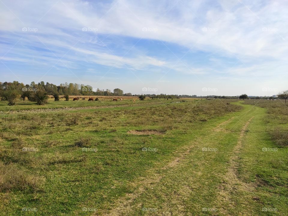 Zasavica Nature Wildlife Reserve Sremska Mitrovica pasture with animals in autumn
