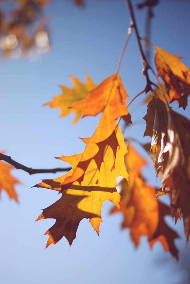 Autumn is coming 