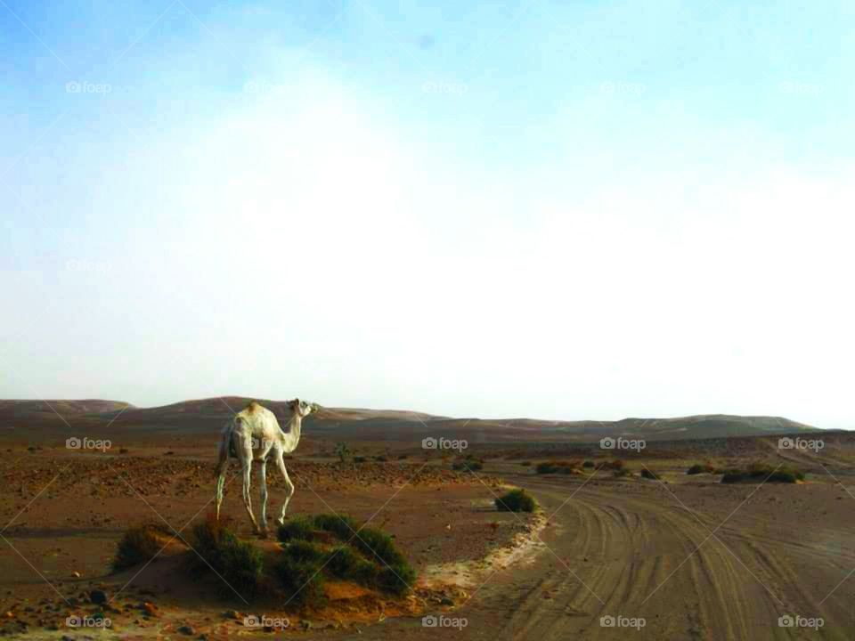 White Camel in the Sahara