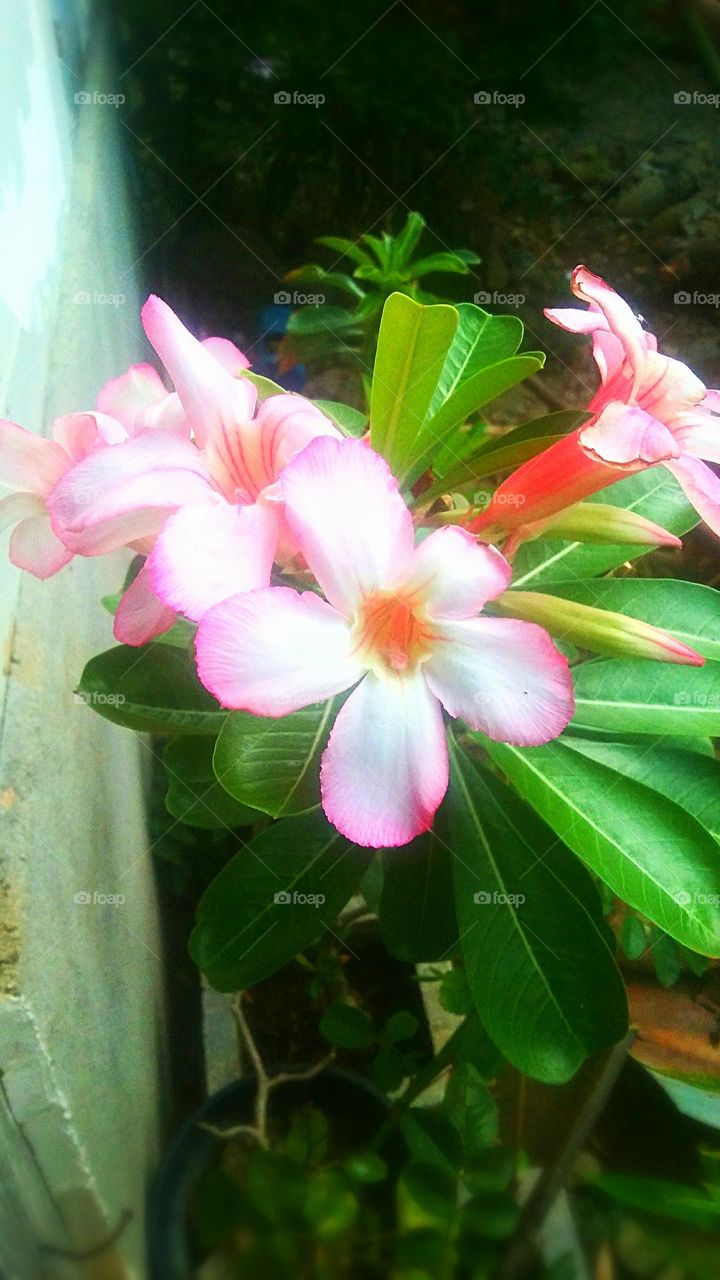 pink flower