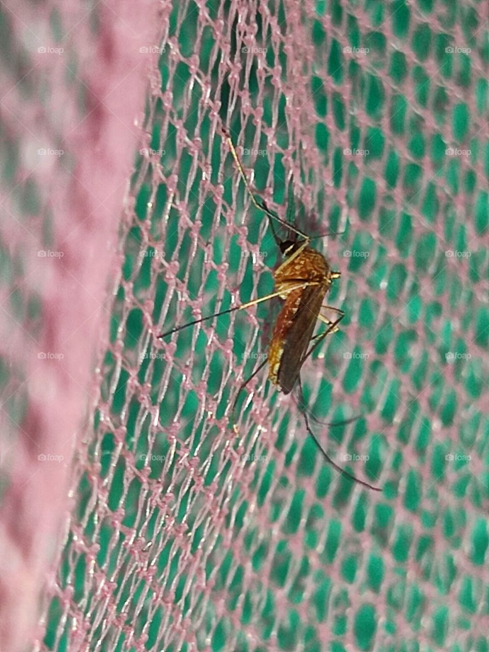 Mosquito 🦟tiny Dracula 👹