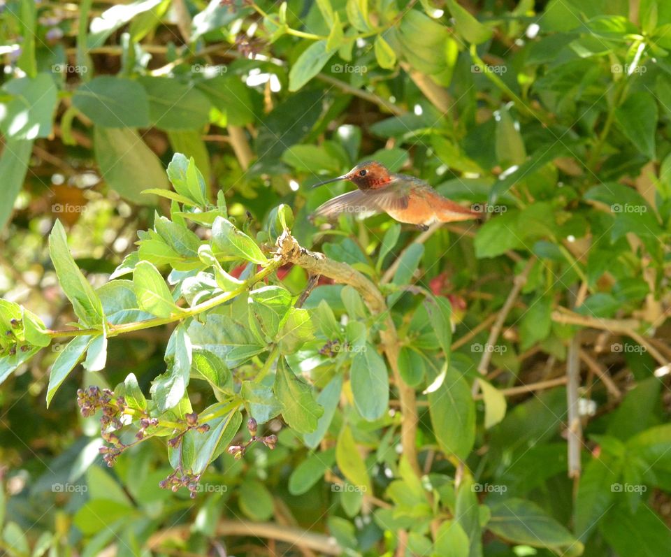 Humming bird in flight. 