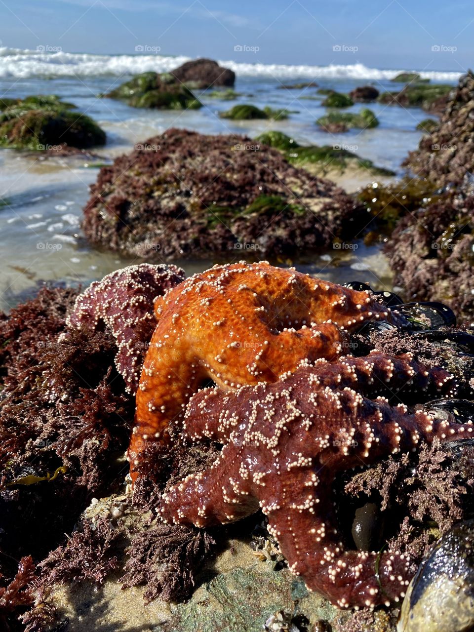 Giant sea star on some rocks at Salt Creek Beach 