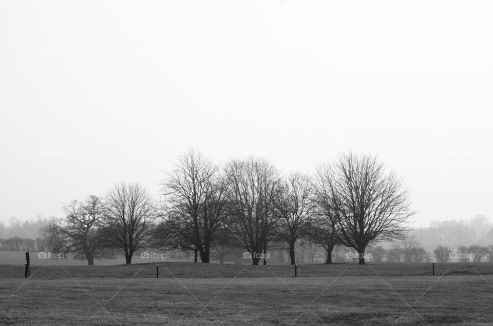 monochrome trees in a field