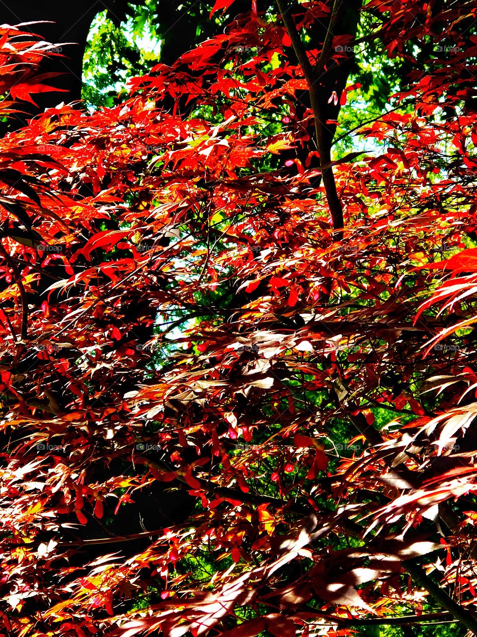 Good to print as a puzzle: Japanese maple with ted and yellow leaves