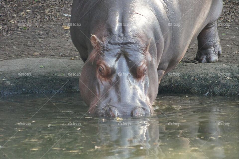 Hippo drinking