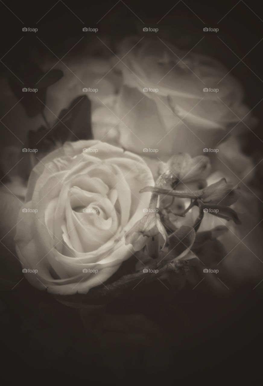 sepia white roses