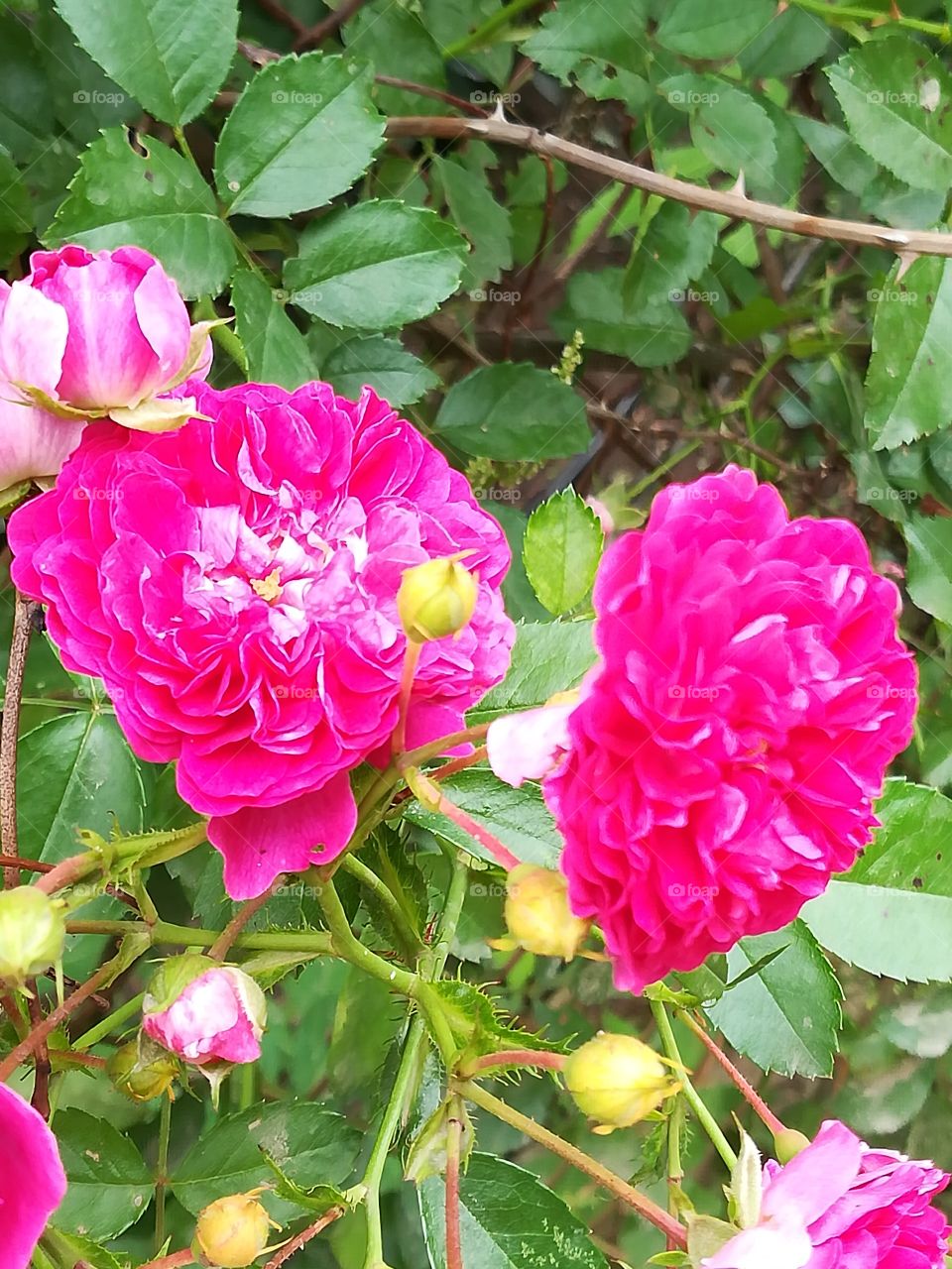 Wild roses