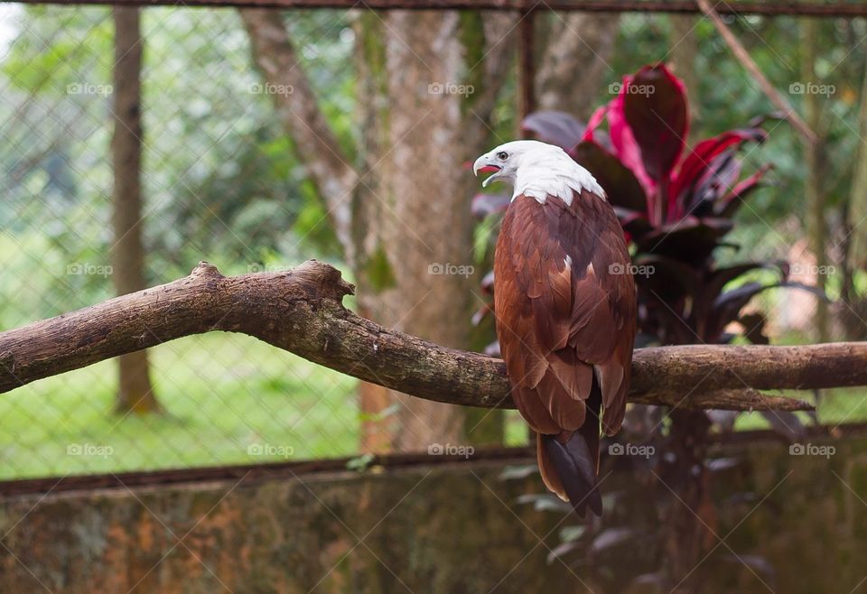 An eagle in Medan Zoo, Indonesa