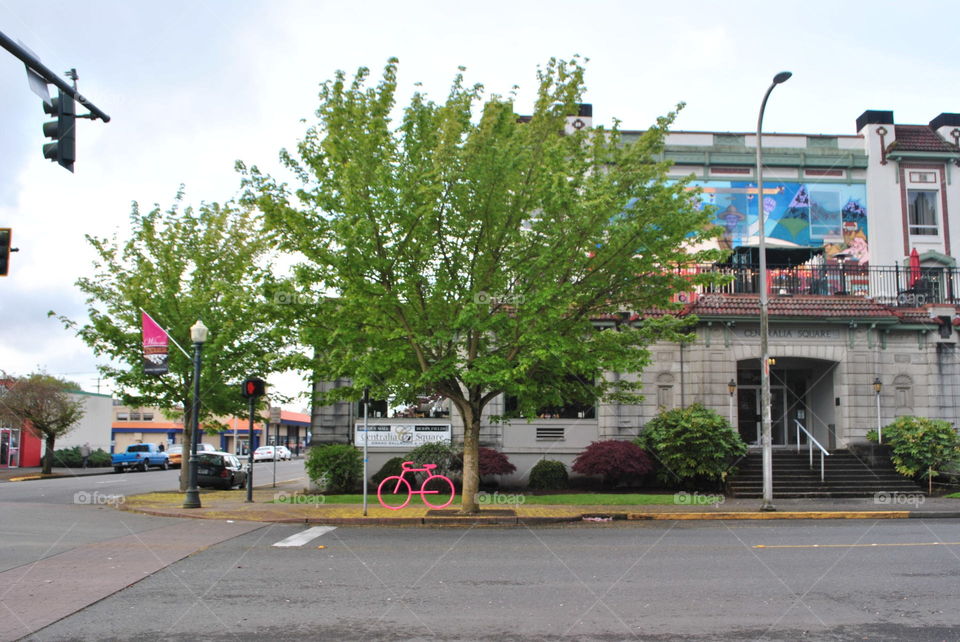 Green trees in spring in Washington state