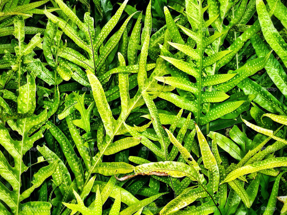 A wall of lush green ferns form a textural background