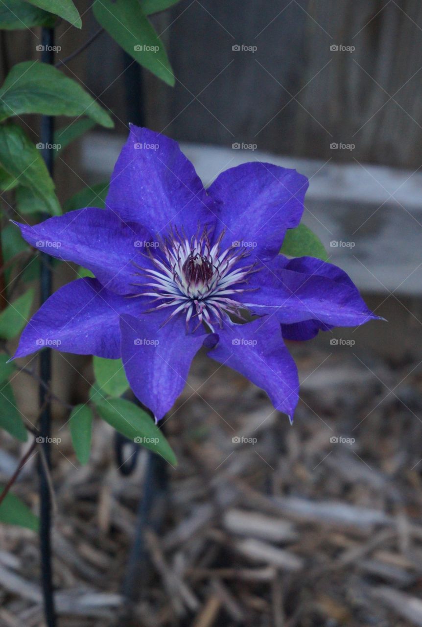 Close up of indigo blue purple bloom.