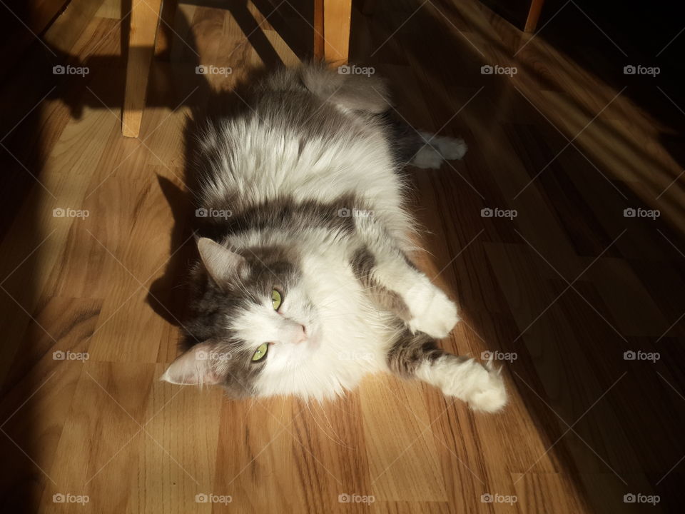 Cat lying on wooden floor