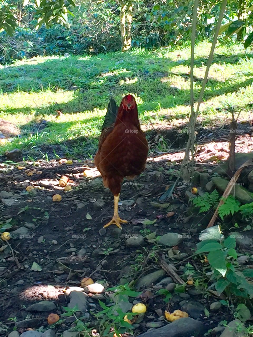 Gallo parado en una sola pata