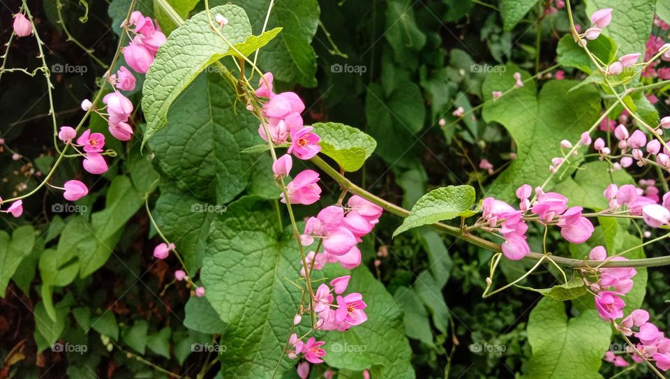 Pink flowers in the garden