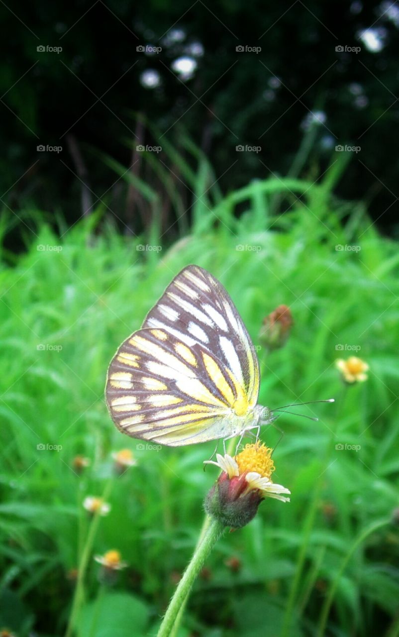 Butterfly