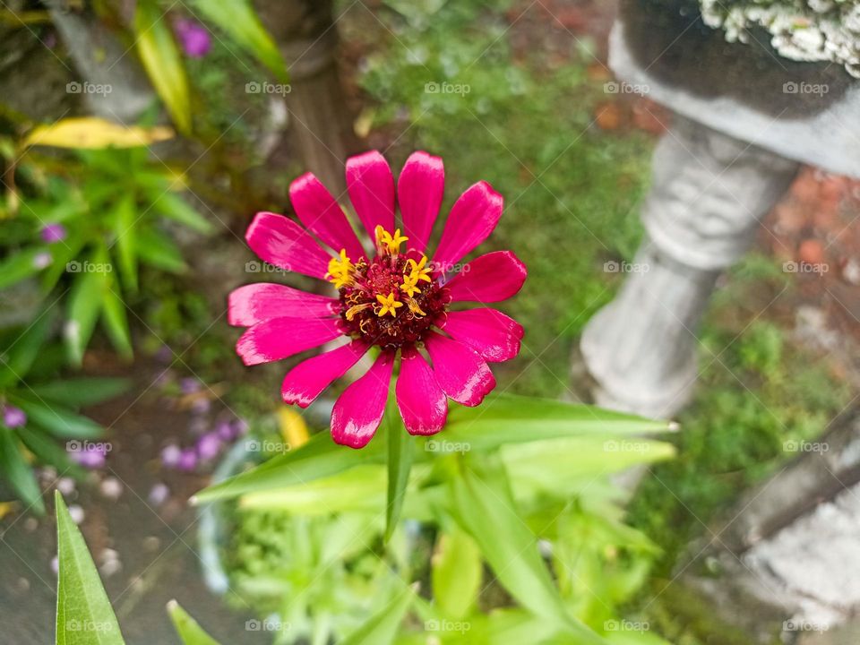 Close-up of a fully bloomed light pink flower with a yellow and brown core, surrounded by fresh green leaves