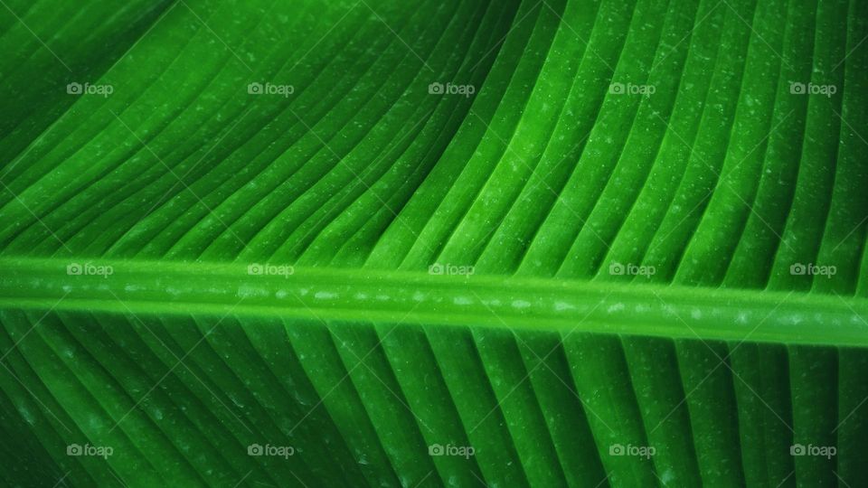 large leaf