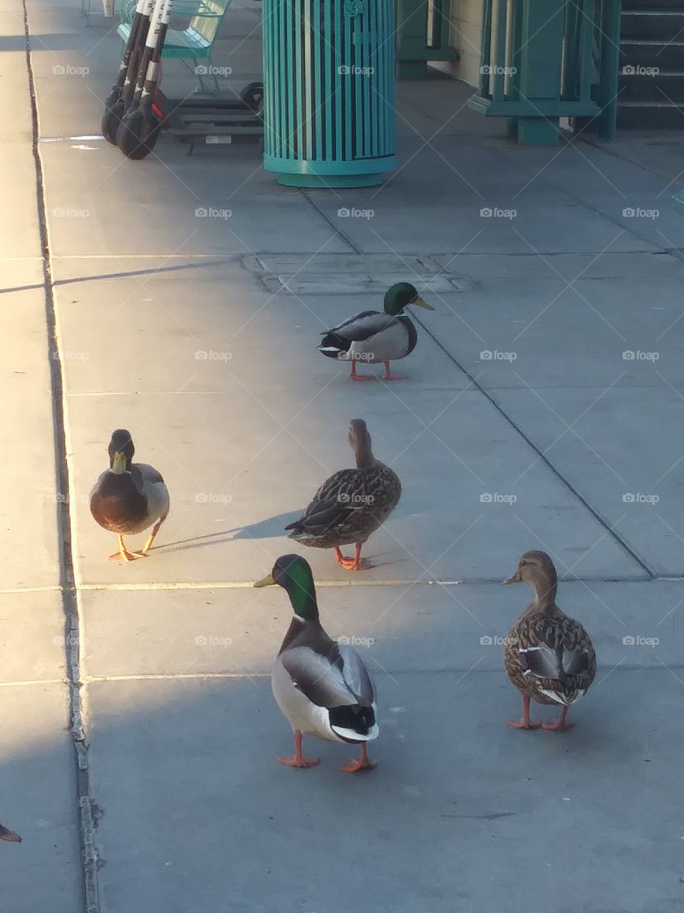 quack attack