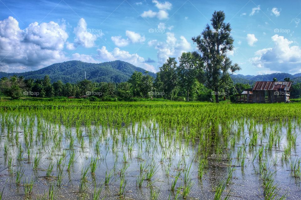 Blue sky Reflection,
hut & paddy fields // rice
