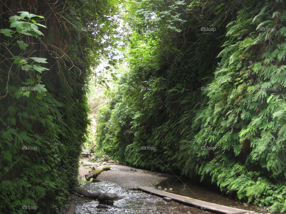 Fern Canyon in Patrick's Point State Park in California. Also where they filmed a scene in Jurassic Park: The Lost World.