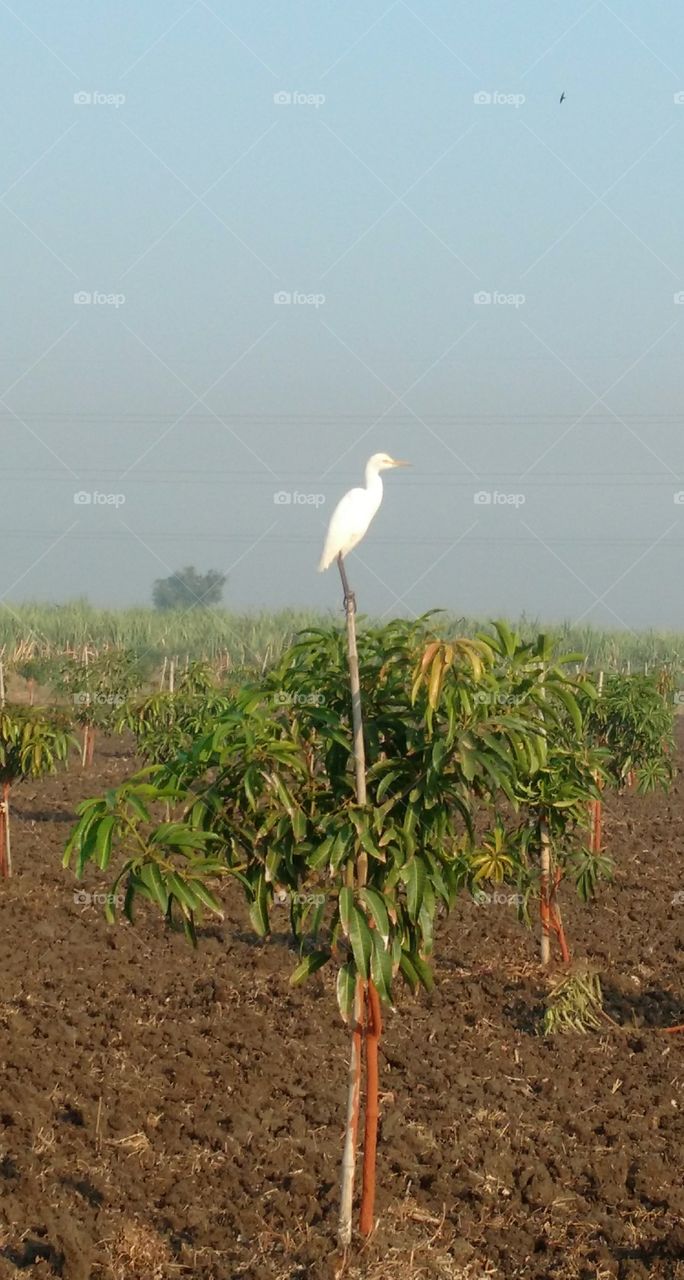 a crane sitting on the mango farm