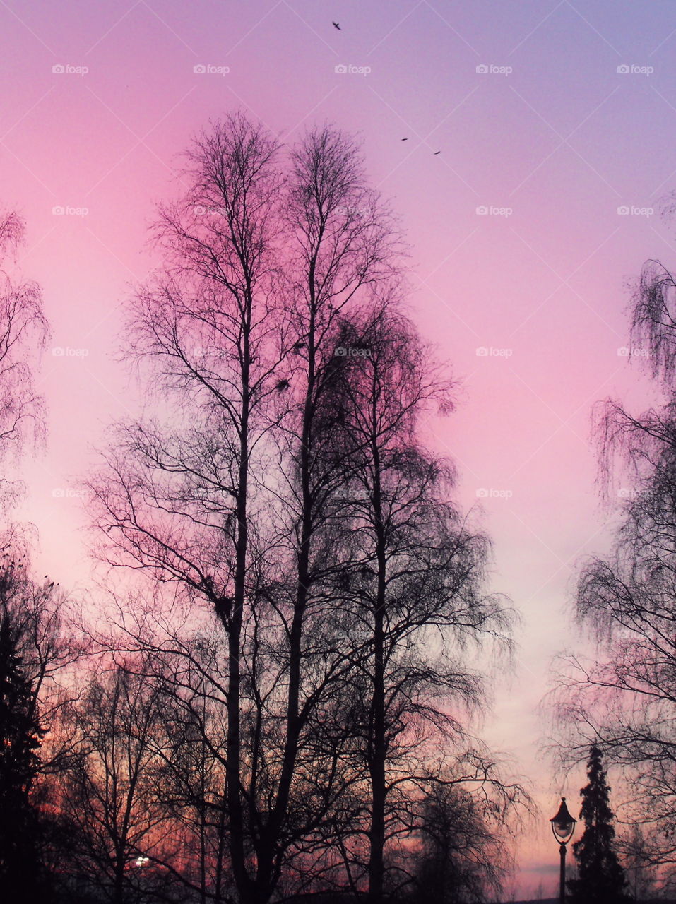 Birch trees and birds in morning light