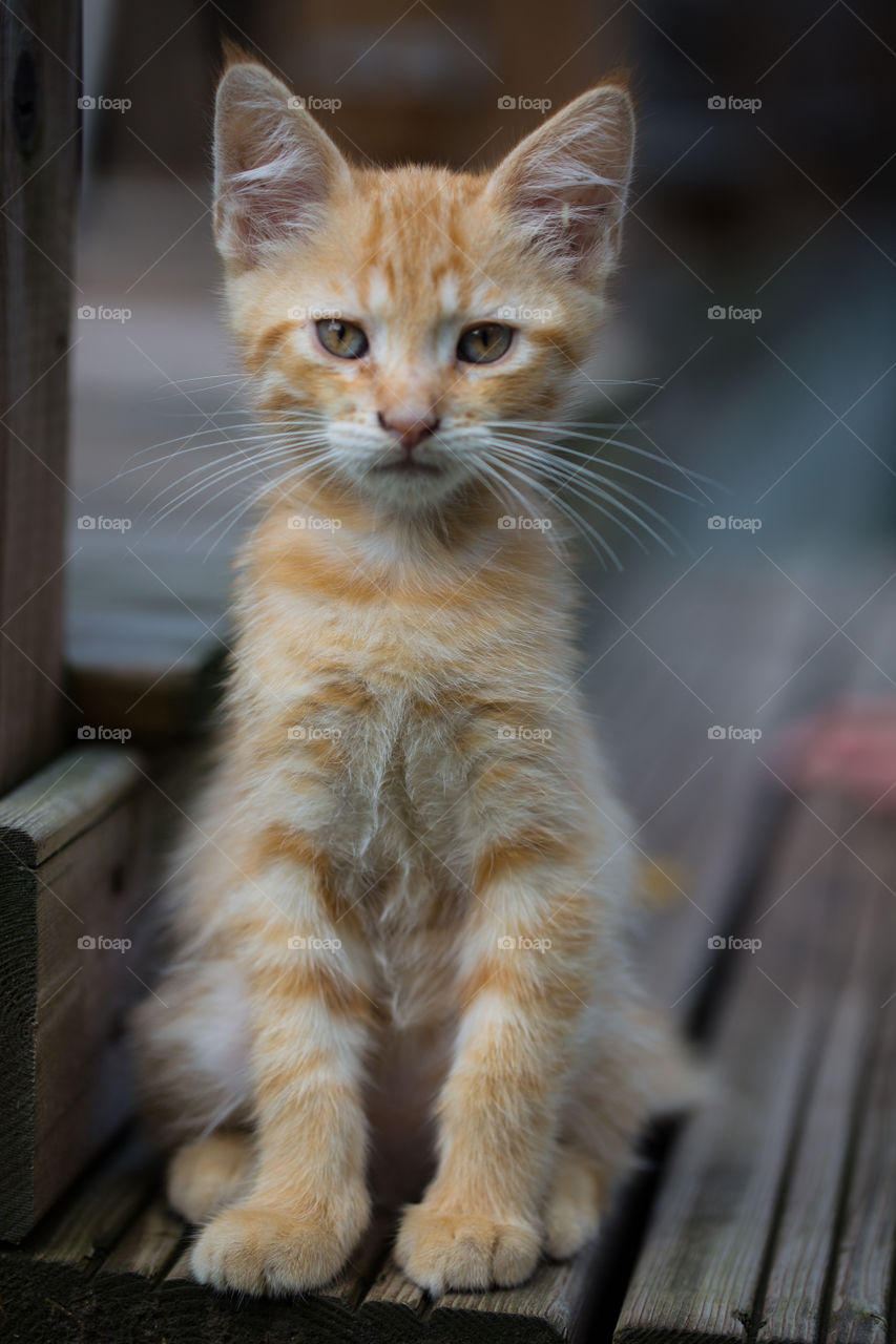Baby kitten, red cat