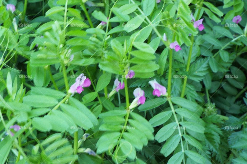 Wild Flowers 