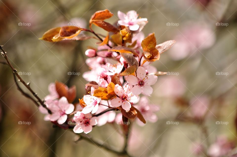 Flower, Nature, No Person, Flora, Tree