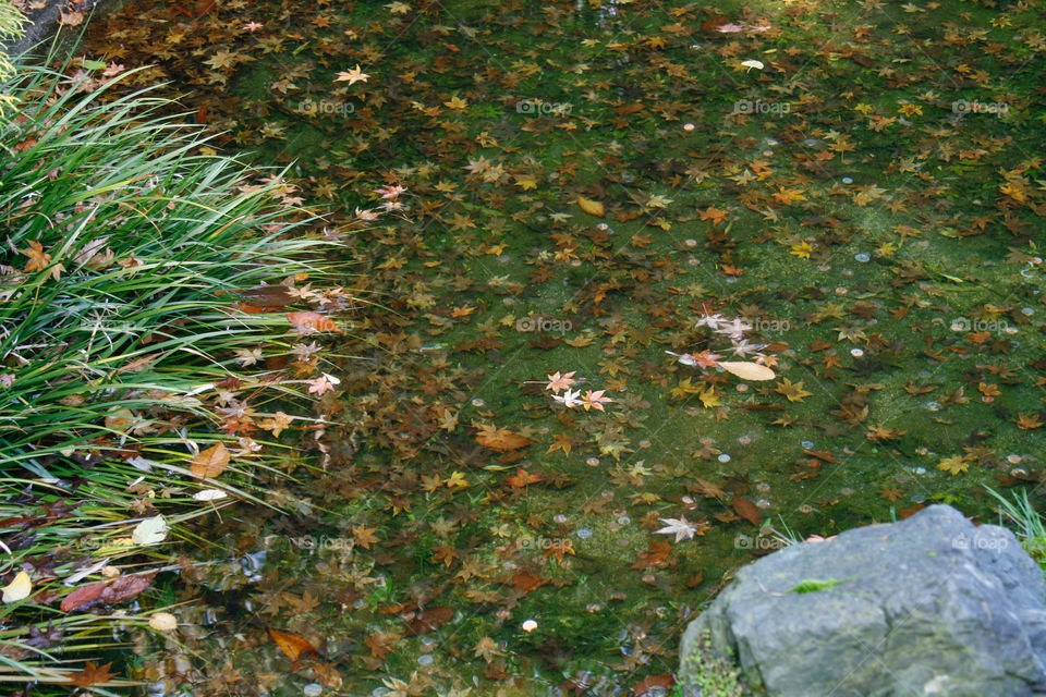 Leaves in pond 