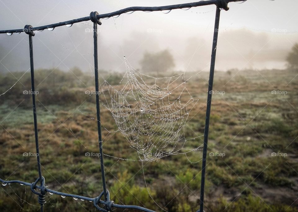 Foggy Morning Dewey Spider Web