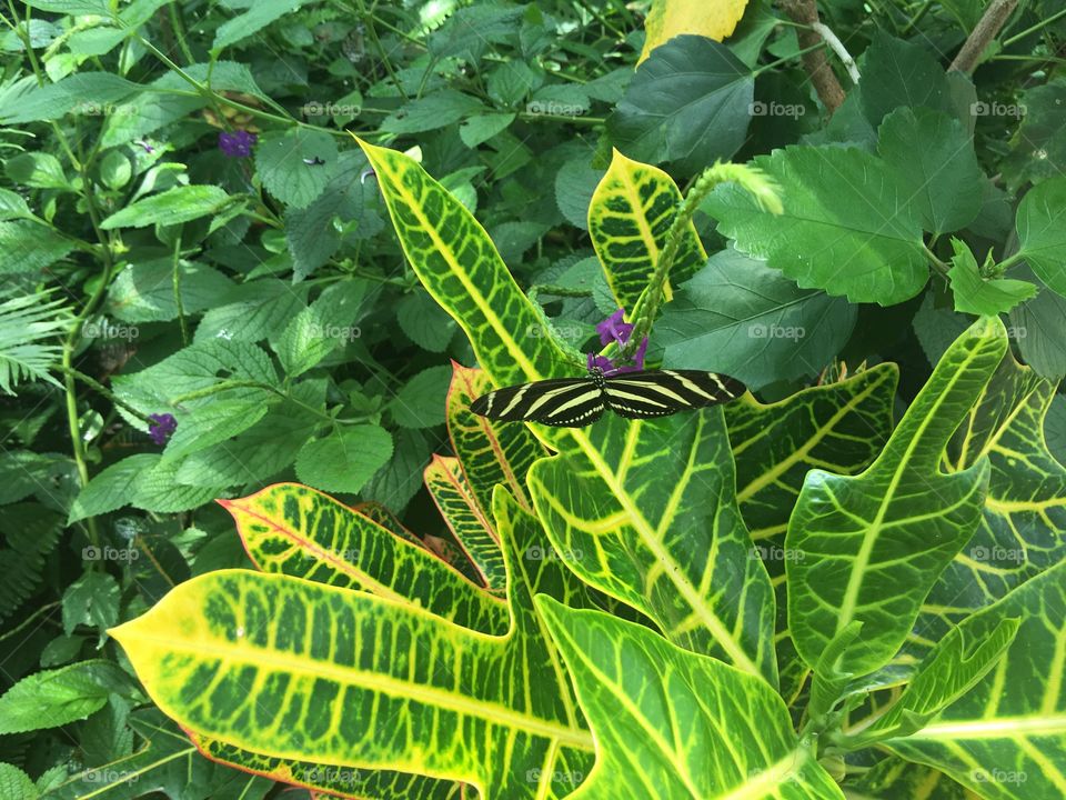 Butterfly on plant