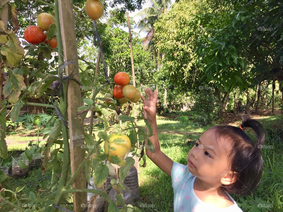 Picking ripe tomatoes from the small garden where planted on a recycled bottled water 