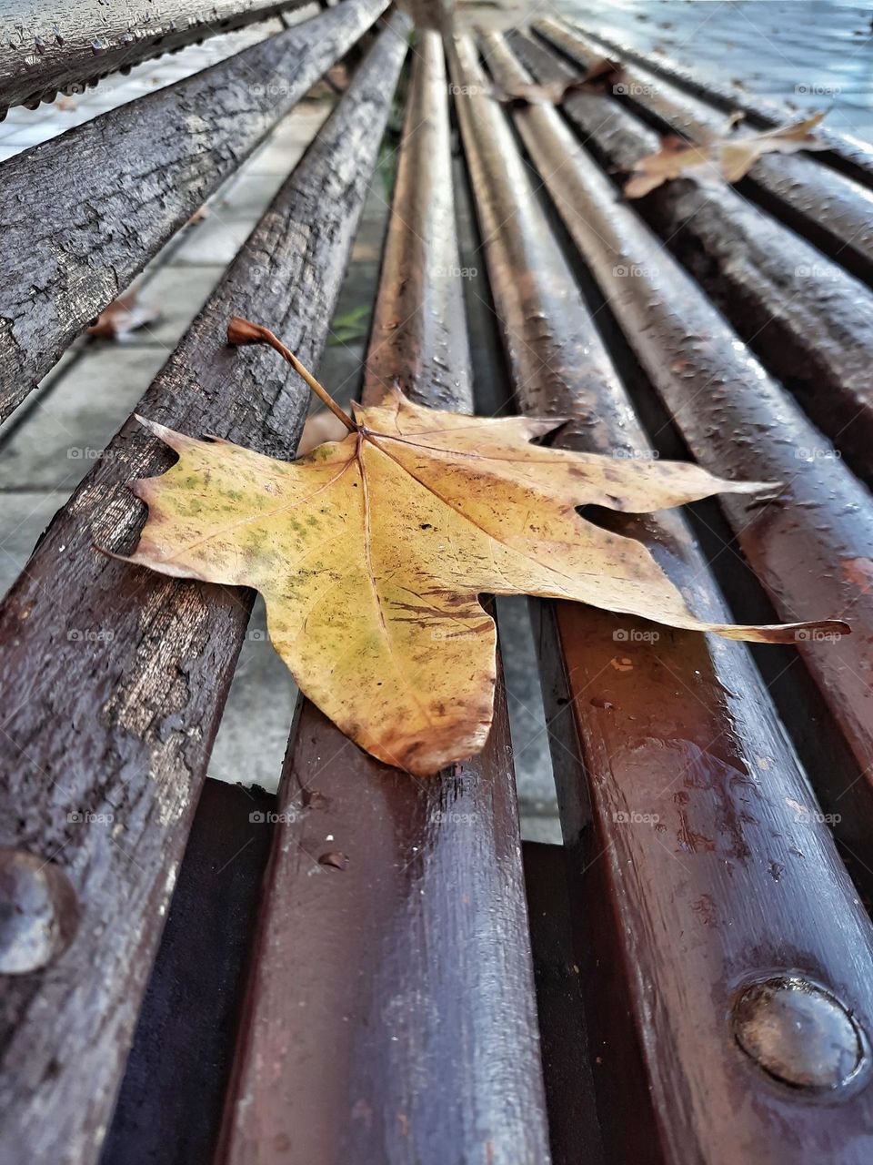 Rain-wet scene with authentic autumn flavor. Like protagonists, in it we can see a beautiful fallen leaf on an old public bench.