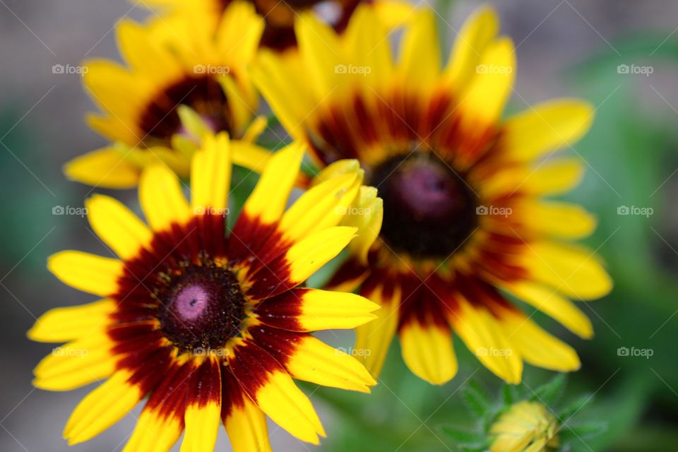 Yellow & red flowers
