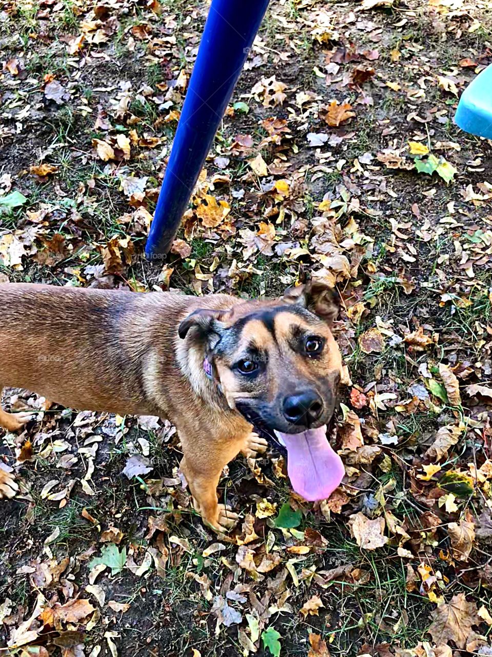 Brown medium sized dog playing outdoors with its tongue out, panting, looking up at the camera, standing on the grassy ground covered with leaves on a windy day