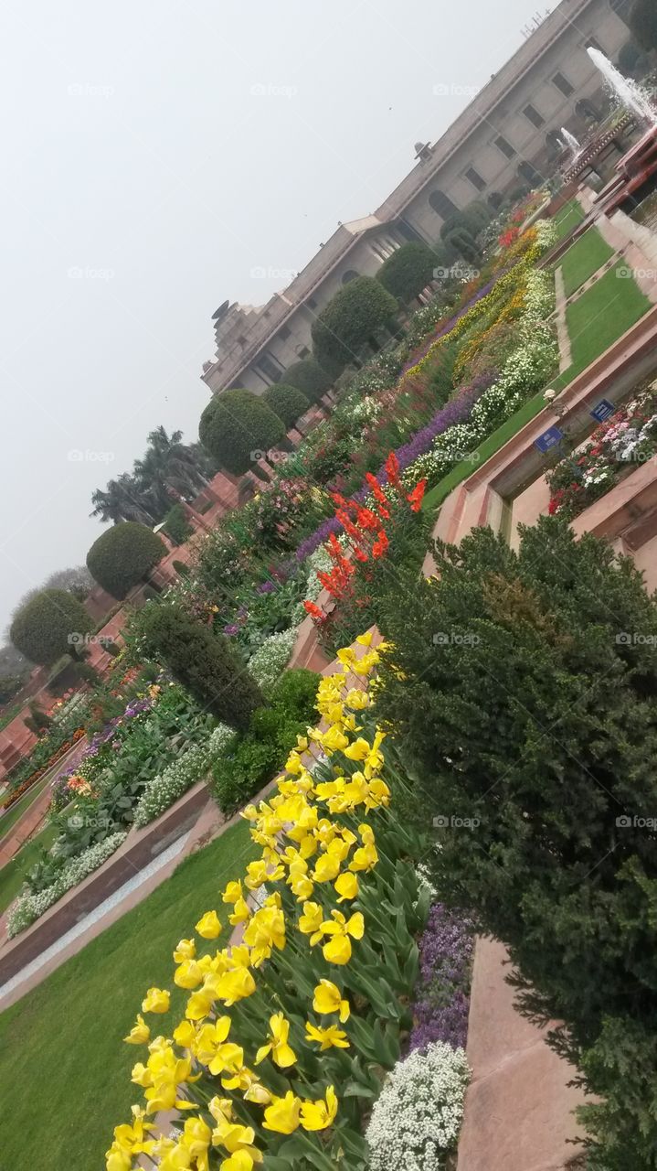 mugual garden. mughal garden
