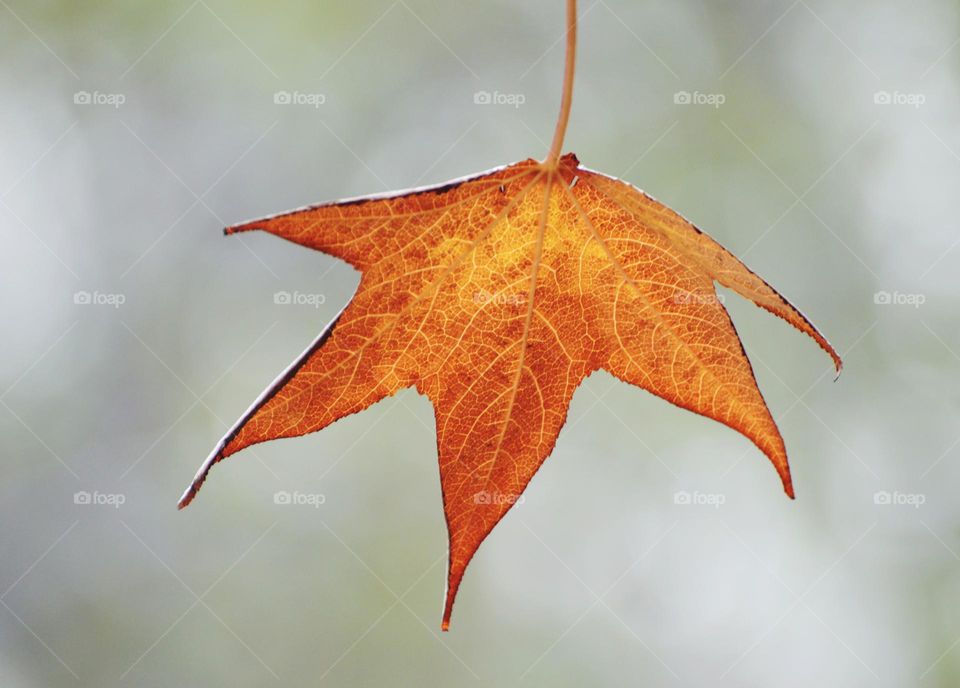 a single leaf