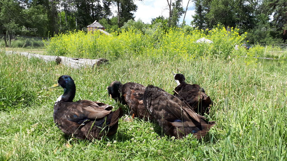 A Whole Wack of Ducks