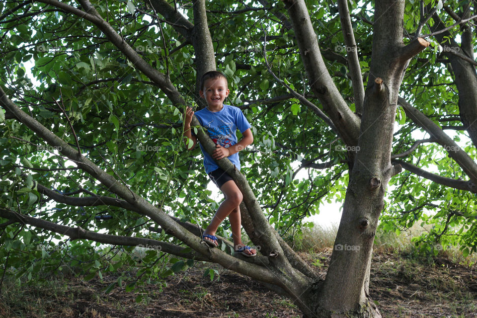 A child in a tree