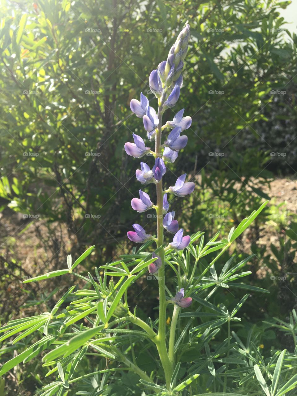 My first blooming lupine of the year