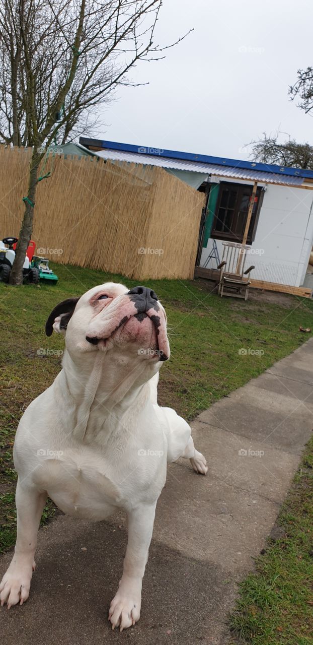 #Bulldog#Stretching#Forming#AirRobic#Dog'sBallett#cRazYfun#FitForYou#SummerCanCome