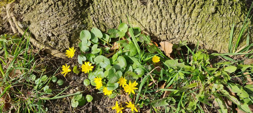 Scharbockskraut - celandine