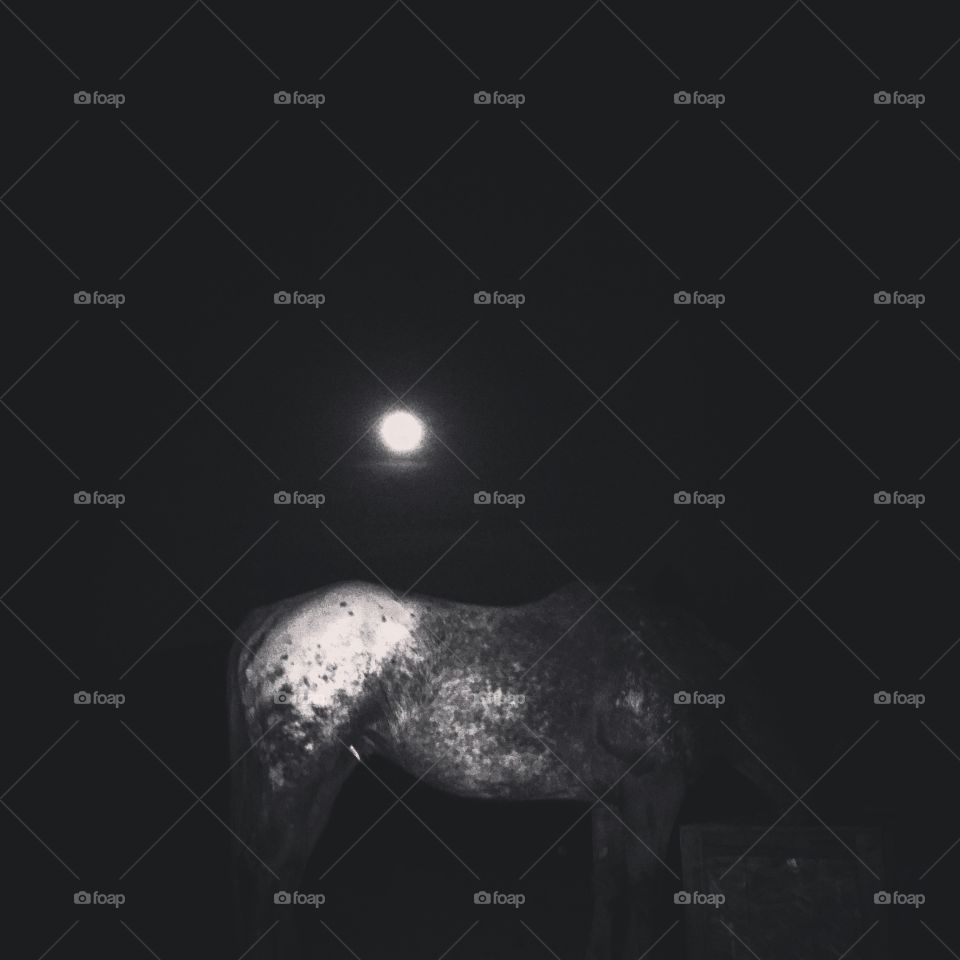 Appaloosa moon