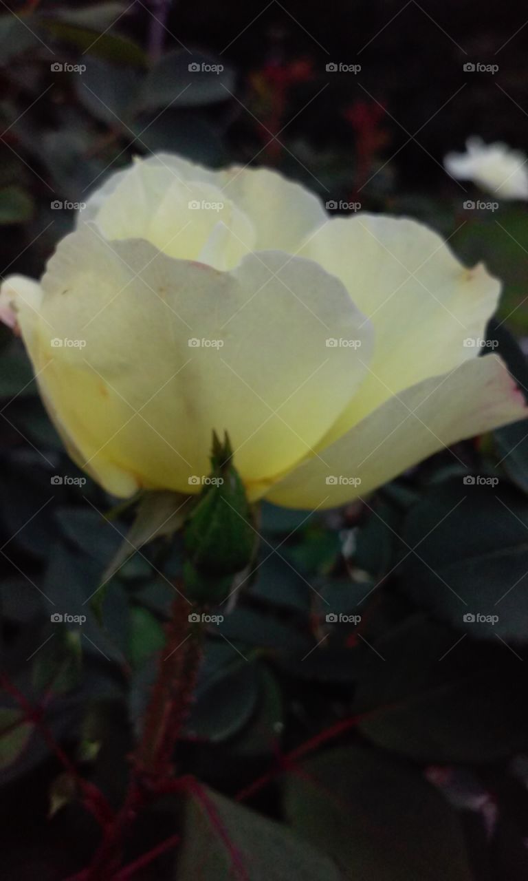 spring's yellow flowers