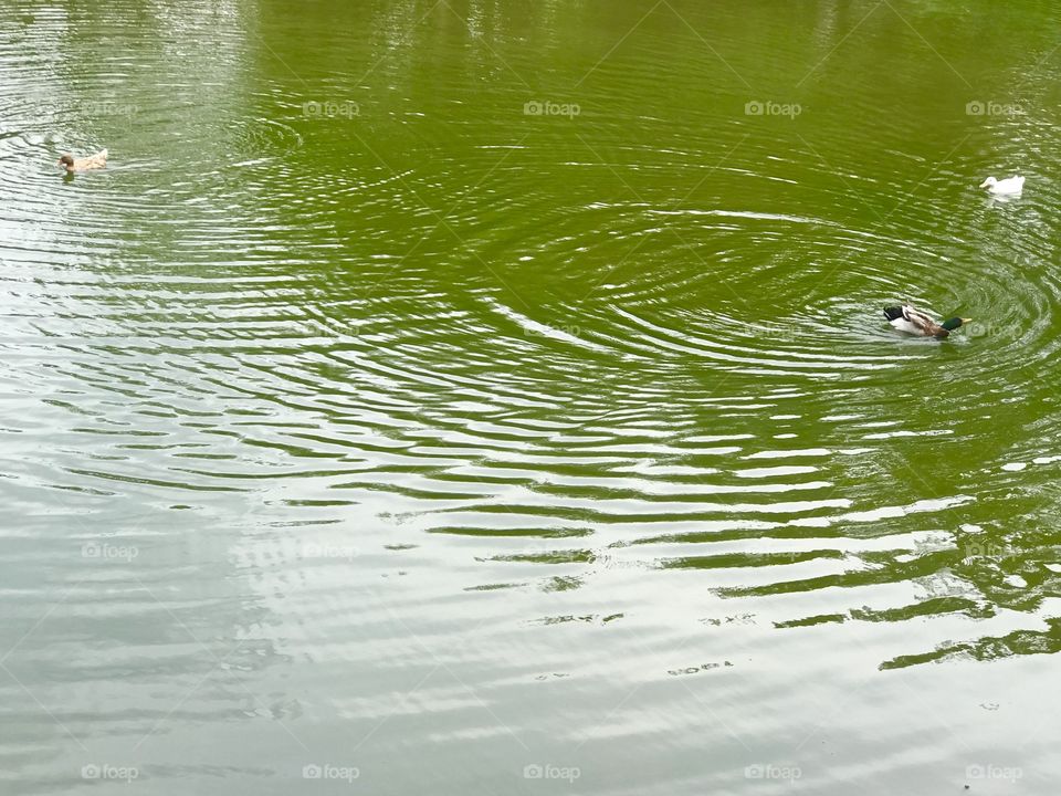 Three ducks in pond 